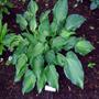 Guardian Angel Hosta